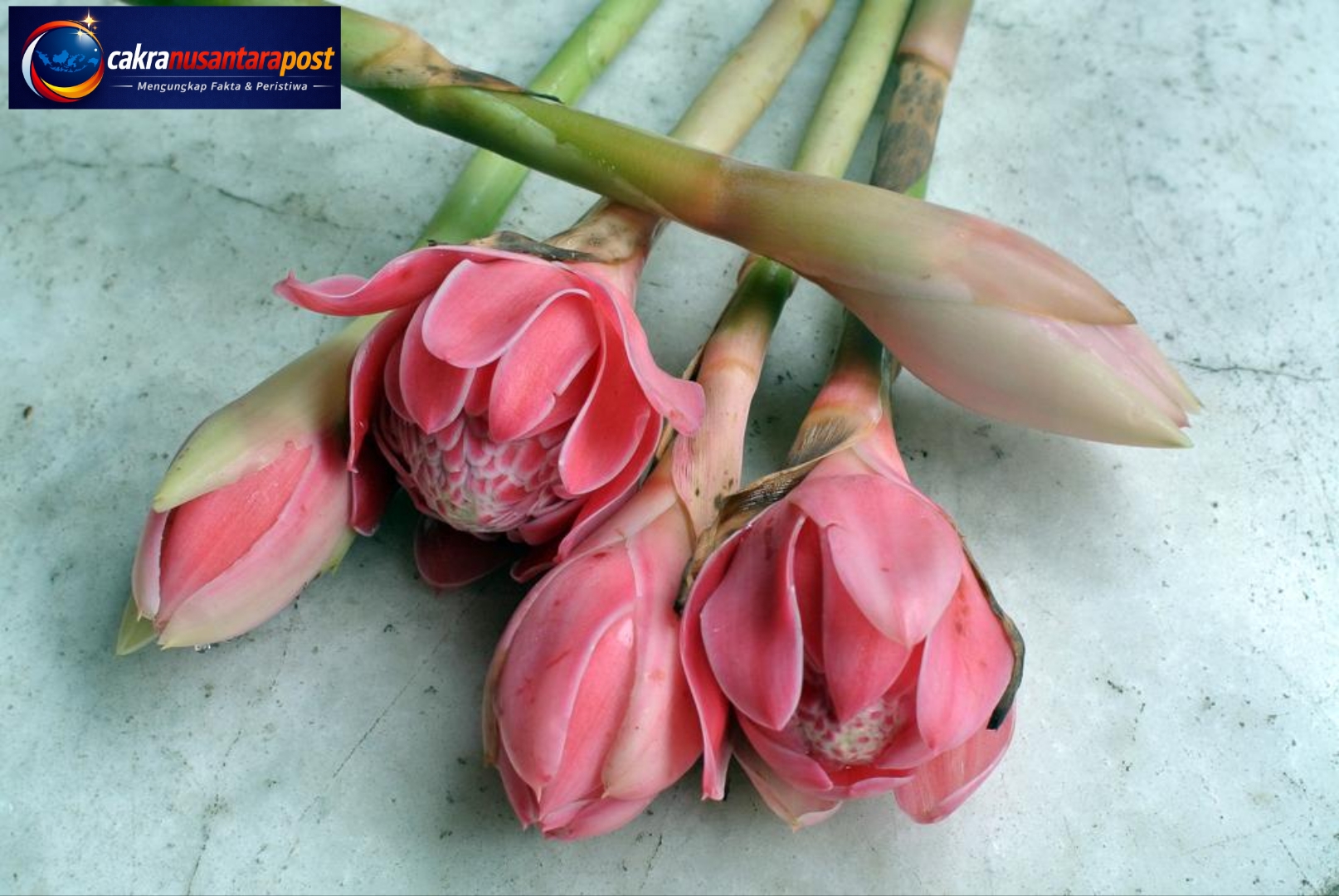 Jarang Diketahui! Kecombrang Ternyata Ampuh Atasi Bau Badan dan Kaya Manfaat