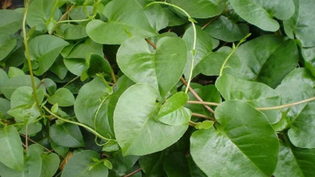 Banyak Warga Belum Mengenal Daun Binahong, Padahal Kaya Manfaat Kesehatan